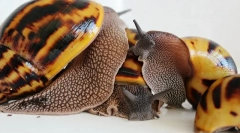 Pnails akhatina reprodukcja w domu, jajka, opieka nad potomstwem