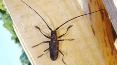 Usachi, płatki i rdzenie