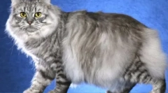 Wąsy paski: domowe koty z kolorami tabby