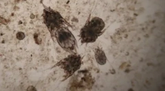 Koszcze klasa: przegląd najpopularniejszych kropel