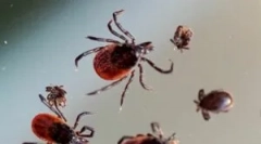 Warunki przeżycia kleszczy w zimie