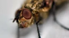 Eliminacja obrzęku i świądu po ugryzieniu midge