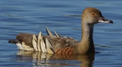 Utone drewniana kaczka