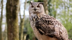 Jaka jest różnica między samilami z filcy