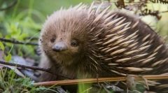 Jaka jest tajemnica echid?