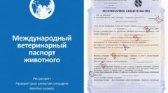 Na drodze z psem: najlepsze rasy na podróż