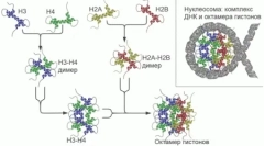 W genomach ssaków znalazł setki nieznanych genów