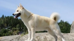 W którym kraju pies był prezydentem i czy to prawda