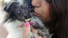 Konkurs wśród najbardziej brzydkich psów odbyła się w kalifornii (12 zdjęć)