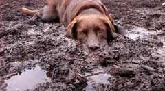 Spada w fadal i fekes