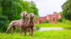 Weimaraner (zdjęcie): najlepszy przyjaciel prawdziwego łowcy