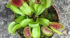 Veinelery mukholovka - kwiat, który zjada owady