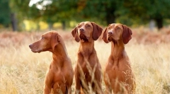 Węgier podniósł (zdjęcie): piękny myśliwy z jasnym wyglądem