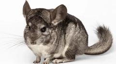 Waga i wielkość szynszyli, tabela rozwoju przez miesiące