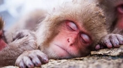 Czy zwierzęta widzą marzenia?