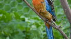 Rodzaje domowych papug o średniej wielkości