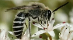 Rodzaje i styl życia dzikich pszczół