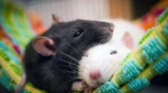 Rodzaje i rasy szczurów