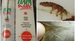 Rodzaje i zastosowanie funduszy steam plus z wszy