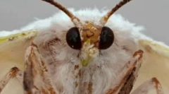 Rodzaje i etapy rozwoju ćmy