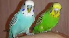 Rodzaje kleszczy w falistym papurzu