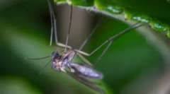 Rodzaje komarów i siedlisk