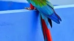 Rodzaje dużych parrotów domowych