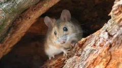 Rodzaje myszy w przyrodzie