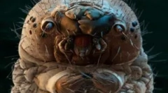 Widoki pasożytów żyjących w ludzkim ciele