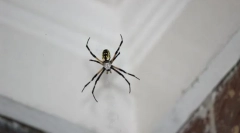 Rodzaje pająków penetrujący dom lub mieszkanie