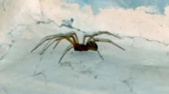 Rodzaje pająków mieszkających w domu