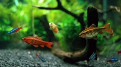 Rodzaje ryb nadają się do treści w akwarium
