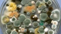 Rodzaje, skład i właściwości formy