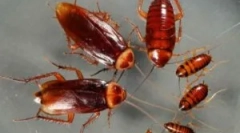 Rodzaje karaluchów w naszych domach