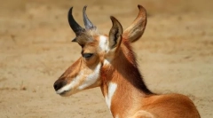 Pronghorn