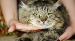 Kot wirusowa białaczka