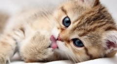 Whiskas dla kocięta: szczegółowy przegląd linii zasilających dla najmniejszego