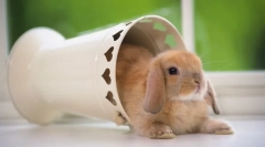 Złóż króliki karłowate