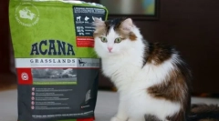 Witaminy i minerały dla kota