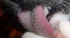 Spróbować uzależnień kotów i kotów