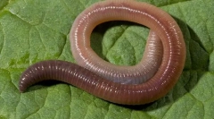 Struktura zewnętrzna i styl życia railworm