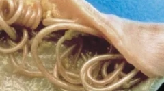 Wewnętrzne pasożyty (endoparasites)