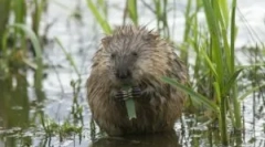 Wodny szczur: opis i styl życia