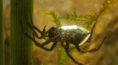 Pająk wodny srebrny