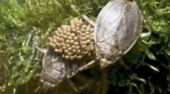 Pluskwy wodne: typy i styl życia