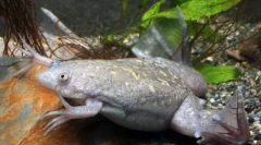 Żaby brzeg wody w przyrodzie i w domu akwarium