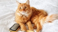 Włosy nie spadają: korygujące koty