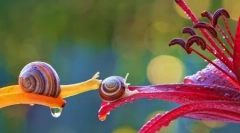 Magiczny miniaturowy świat ślimaków vyacheslav mishchenko (12 zdjęć)