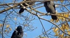 Ramki wrony rano: przyczyny zachowań ptaków, znaki