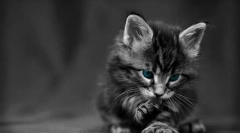 Rodzicielstwo kottenka